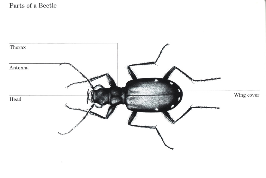 bug001