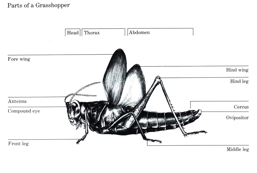 bug002