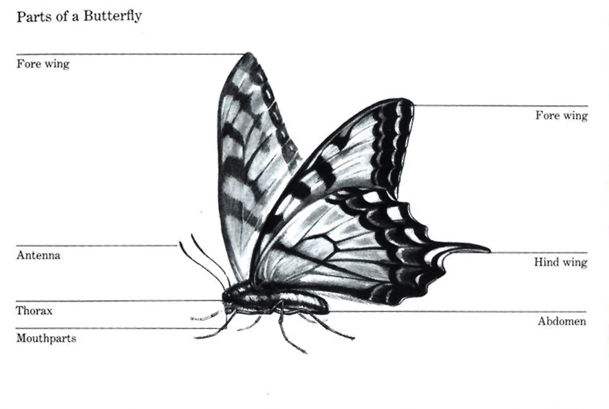 bug003