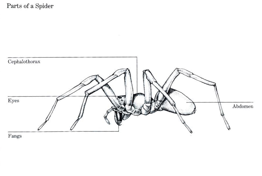 bug004