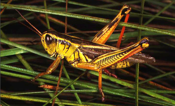 bug005