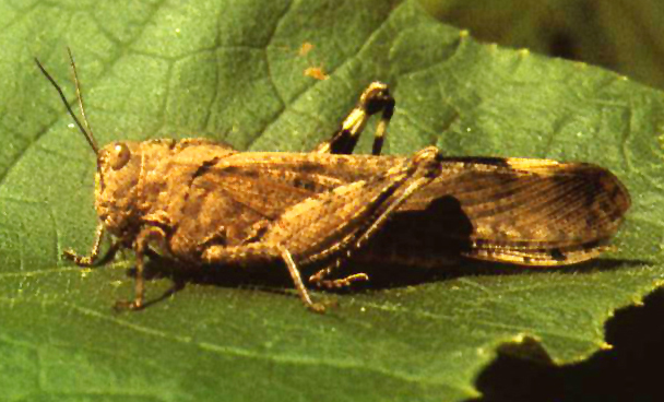 bug006