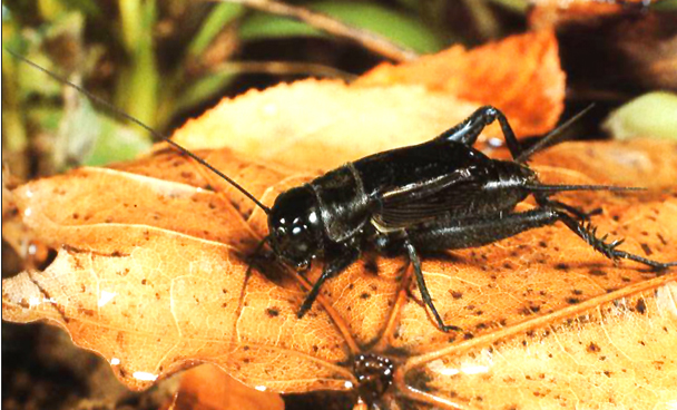 bug007