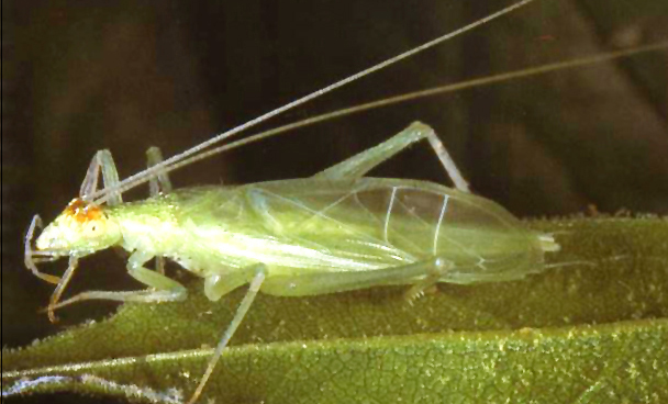 bug008