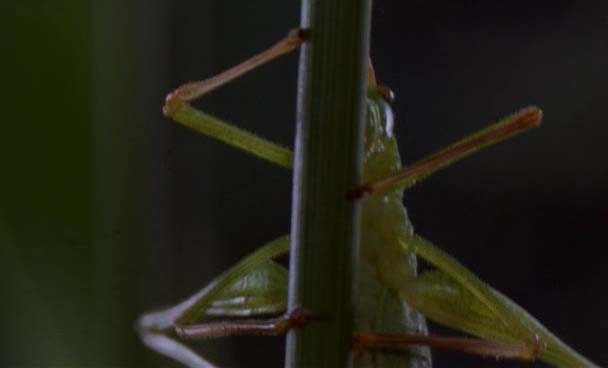 bug009