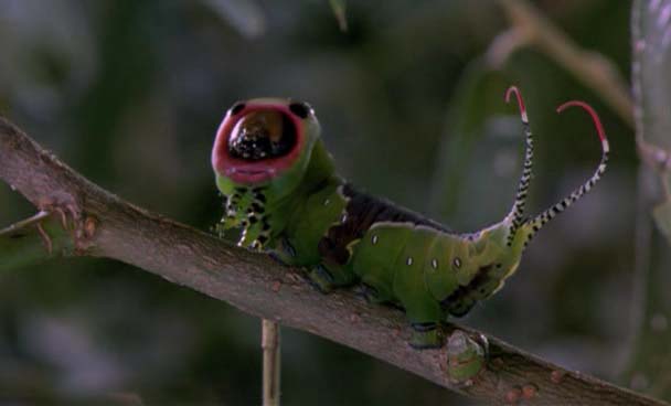bug011