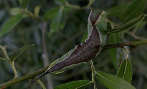 bug016