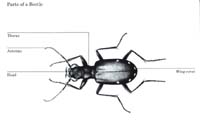 bug001