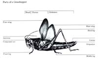 bug002