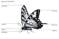 bug003