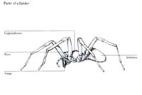bug004