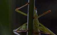 bug009