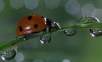 bug017