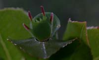 bug021
