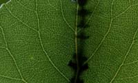 bug023