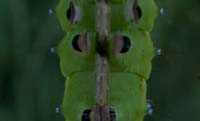 bug025