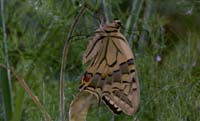 bug034