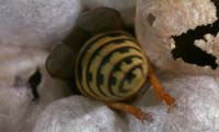 bug135